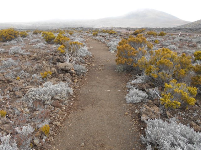 Le sentier qui longe la route forestière vers le gîte ou le Pas de Bellecombe