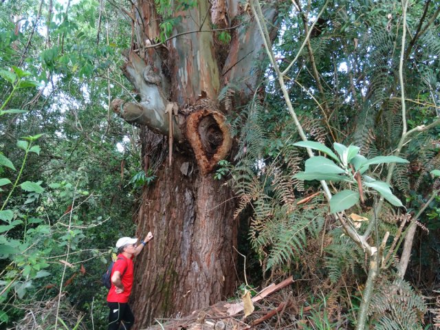 Un des plus gros eucalyptus de La Réunion