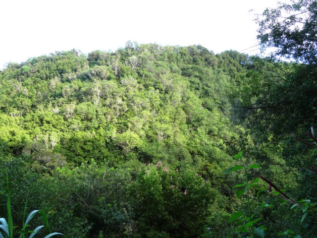 La végétation qui recouvre les flancs de la vallée