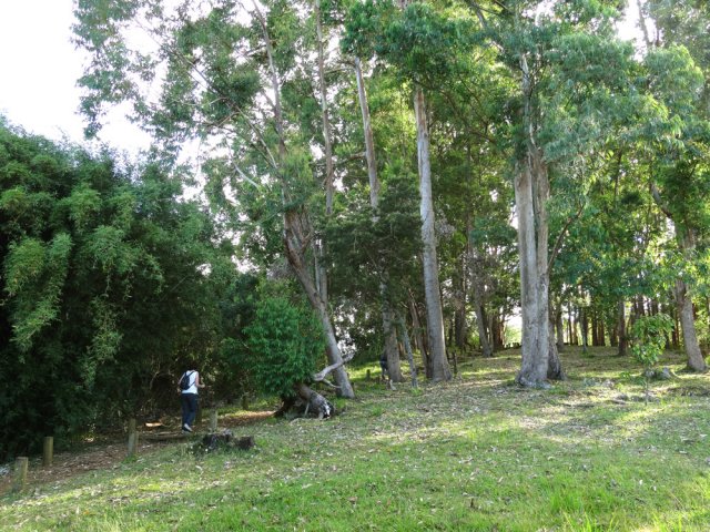 Bambous et eucalyptus bordent le large sentier