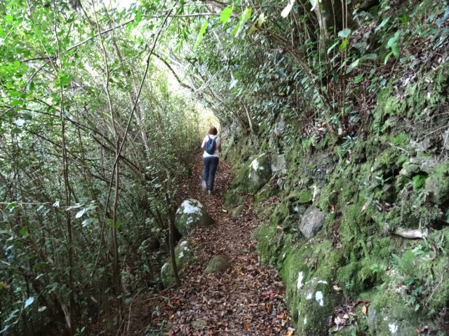 Celui qui longe la ravine est parfois assombri par les goyaviers