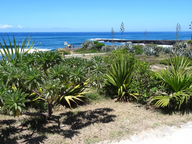 Un beau veloutier aux alentours de la Pointe du Diable