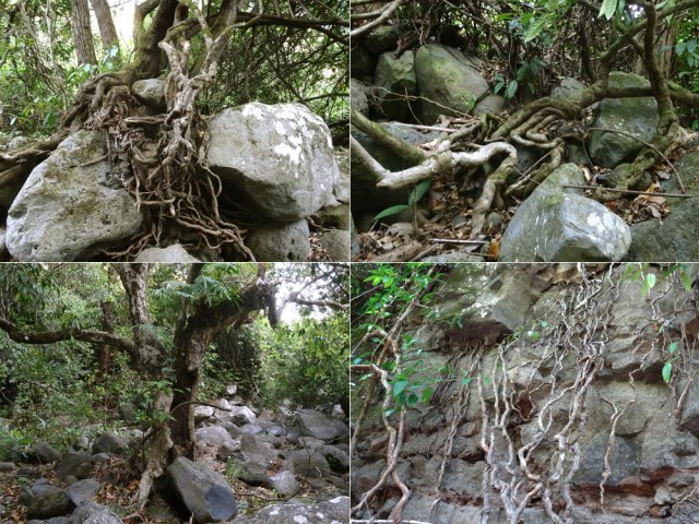 Partout de belles racines dont certaines poussent les rochers vers le bas