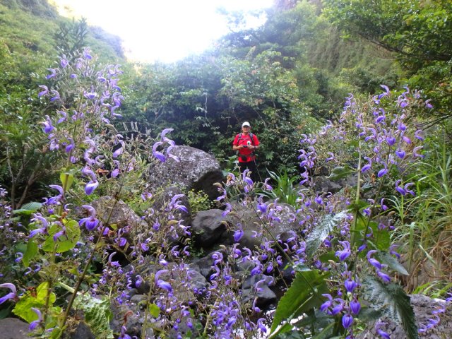 Partout des brillantaisias qui dépassent les 2 mètres