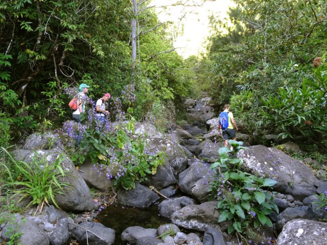 La liane papillon aura tôt fait d'obstruer le passage