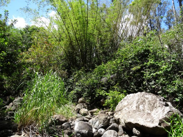 Bambous, canne marronne et déjà des lianes papillon