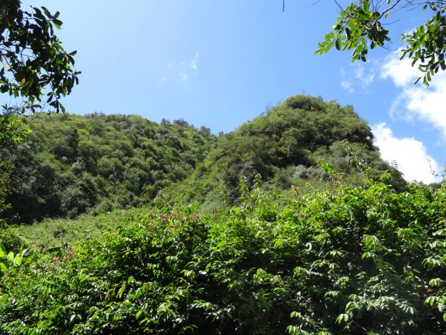 On distingue les arbres qui cèdent la place à la destructrice liane papillon