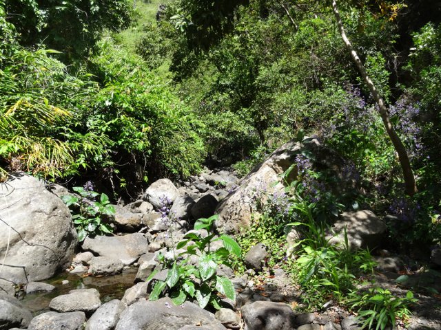 La végétation bouche parfois toute l'étroite vallée