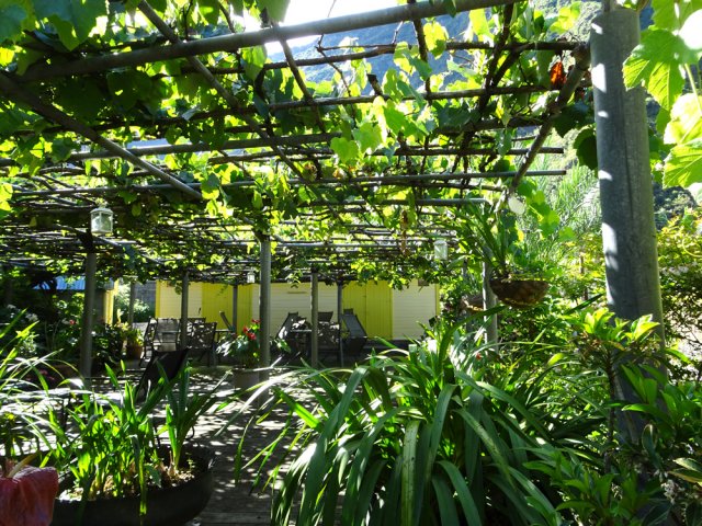 Une grande vigne au premier croisement