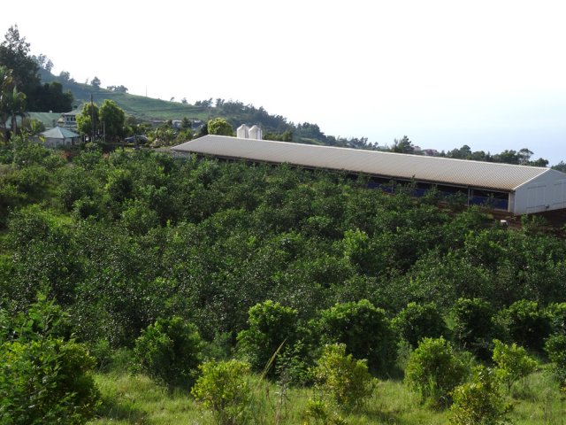 Vaste poulailler au milieu des vergers de tangors