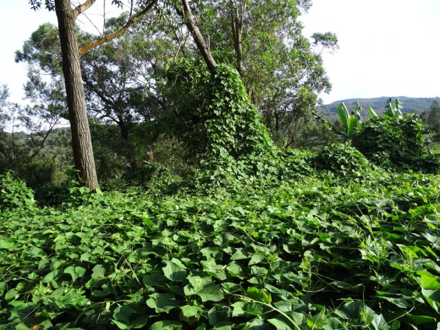 Dans la descente, plantation de chouchous avant d'arriver à la piste
