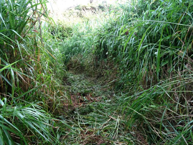 Près de 300 m de grandes herbes sur un sentier humide