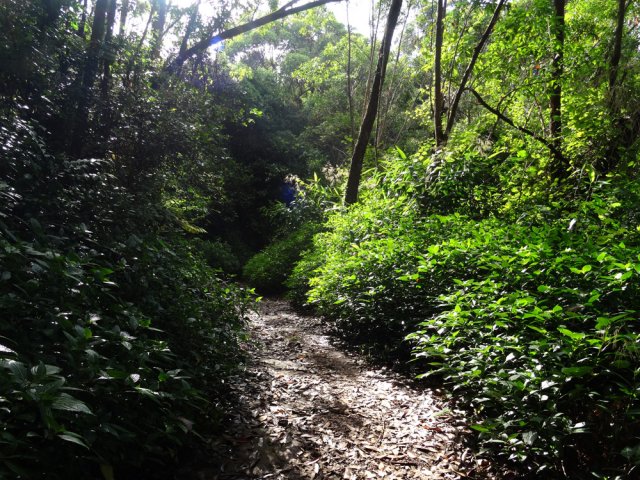 Piste terreuse et glissante dans le bois d'eucalyptus