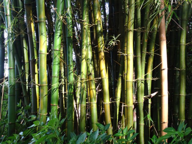 Beaucoup de bambous vers les serres en piteux état