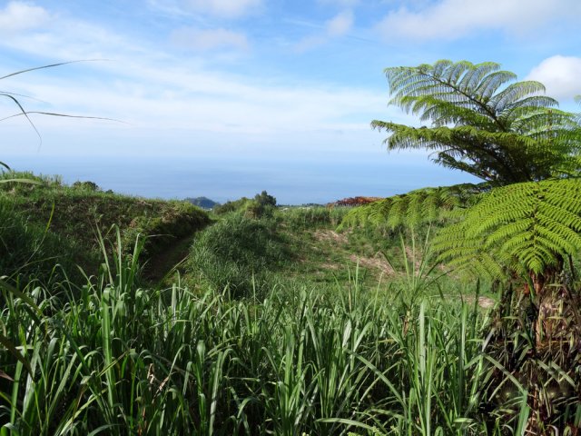On quitte les bois pour pénétrer dans les champs de canne