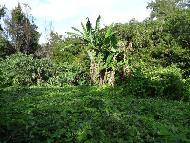 D'autres cultures qui semblent abandonnées ou délaissées