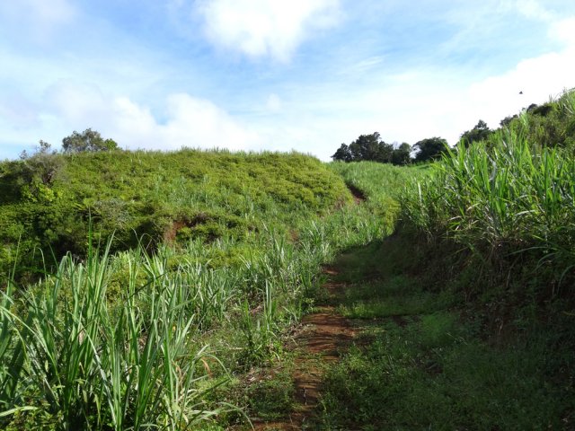 La fin des cannes avant de parvenir au village