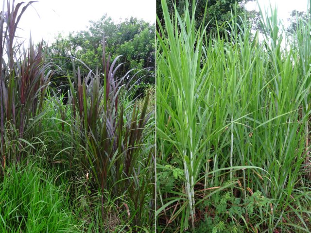 C'est la journée des grandes herbes, désagréables si elles sont mouillées