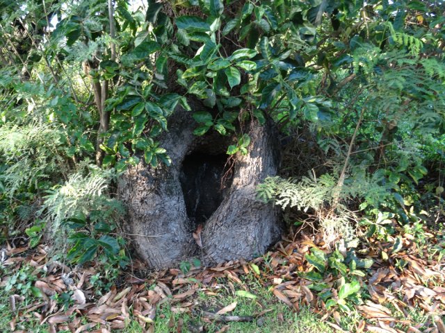 Le tronc percé du manguier de la chapelle de la Mare