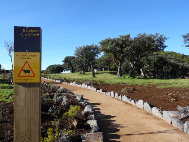 Des vaches paissent effectivement dans la zone