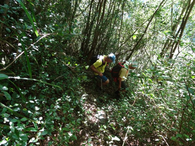 La descente, ici dans les goyaviers, ne faiblit jamais
