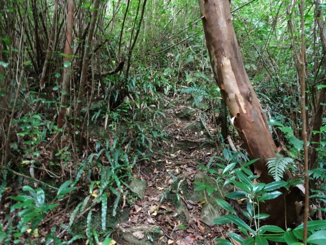 Les goyaviers reviennent à l'approche de la rivière