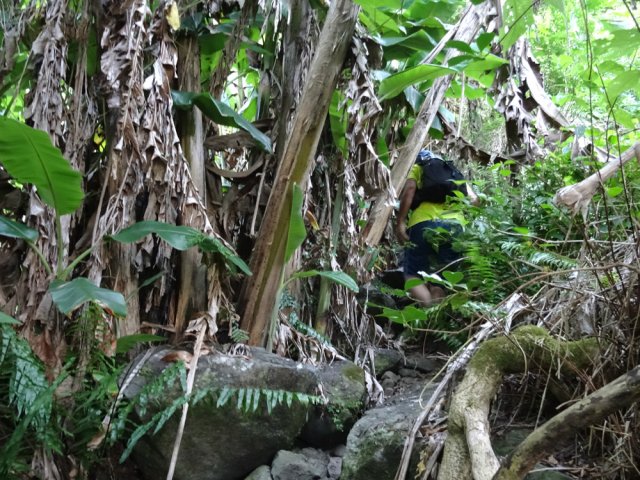 Les bananiers envahissent et repoussent le sentier