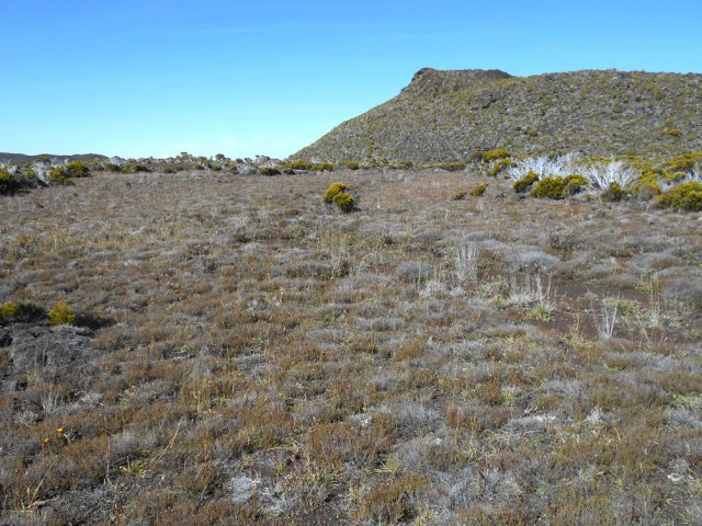 La première prairie sauvage couverte de faux thym