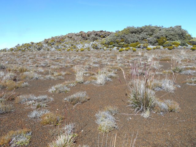 La végétation au-dessus de la Caverne