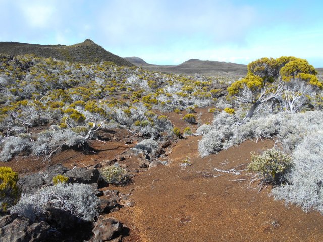 Poursuivre par le meilleur passage hors végétation