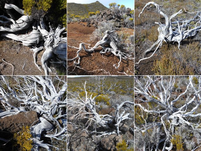 ... suivi du festival des plus belles racines et arbres morts