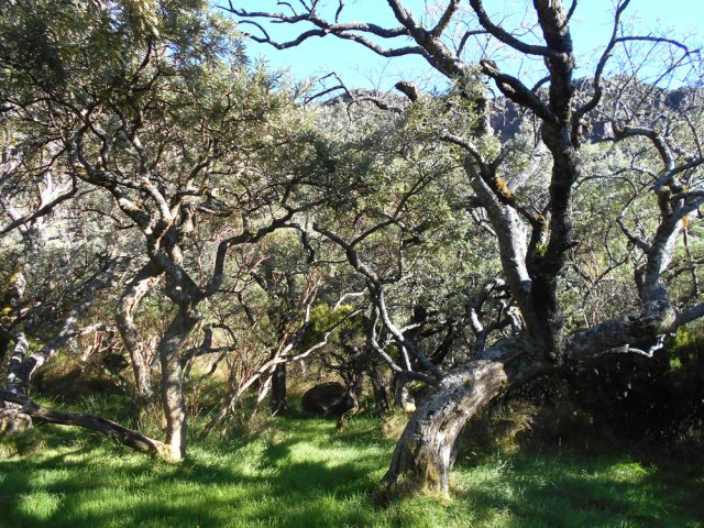 Les tamarins en début de montée vers le Plateau des Basaltes
