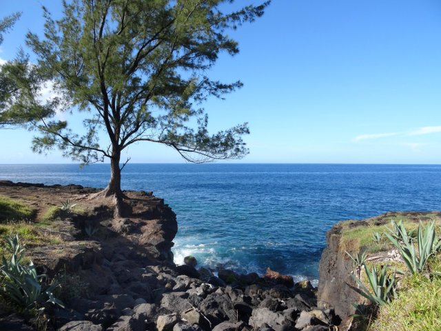 On peut marcher au plus près de la falaise à partir de ce filao