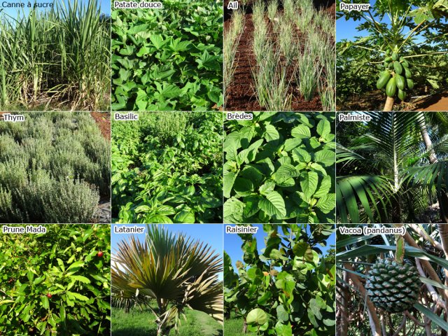 On rencontre une multitude de cultures différentes dans la région de Petite Île