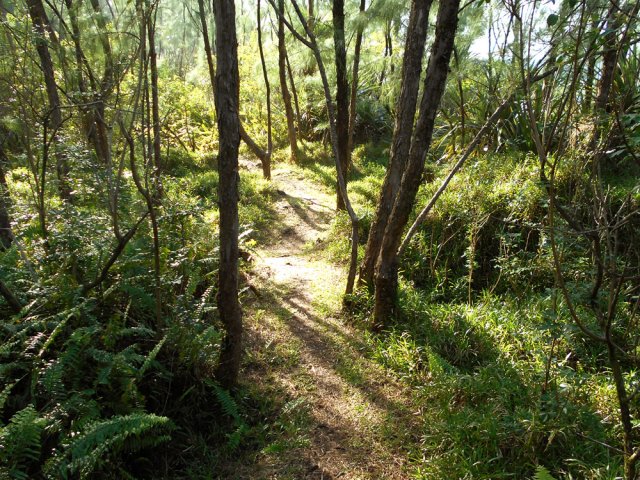 Quelques zones ombragées dans les filaos et fougères au Baril