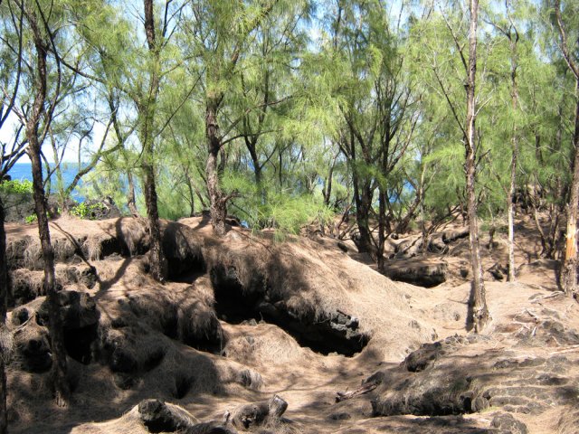 Agréable fin de parcours sur les aiguilles de filaos