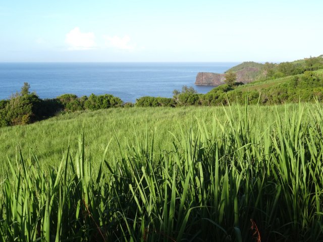 On se balade dans les cannes jusqu'au point de vue sur la Petite Île