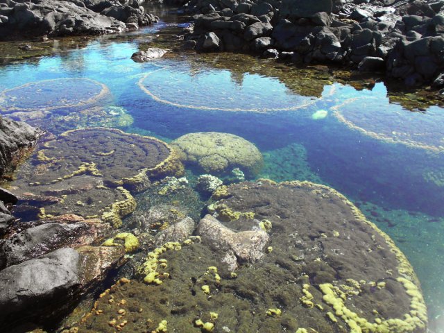 Magnifiques madrépores mais heureusement, pas de place pour le bain