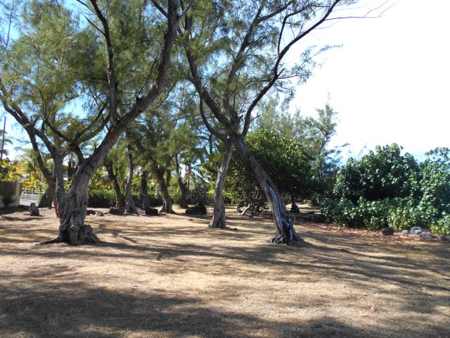 Les filaos à l'entrée du village de l'Etanbg Salé les Bains