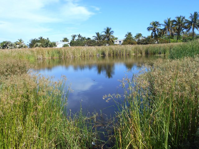 L'étang au cœur du village se recouvre petit à petit de roseaux
