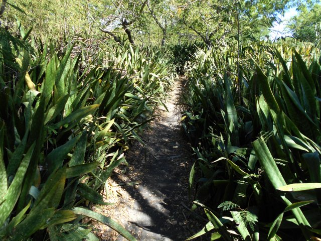 Le sentier qui longe la piste cyclable est envahie de langues de belle mère
