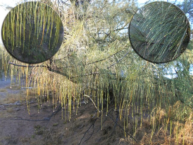 La région est surchauffée mais les filaos pleurent au petit matin