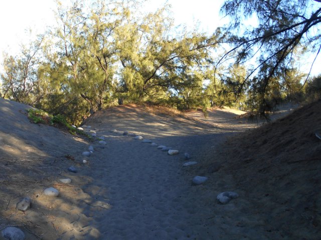 Le sentier sableux serpente entre les dunes