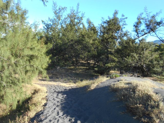 Tiens, du sable entre les filaos !