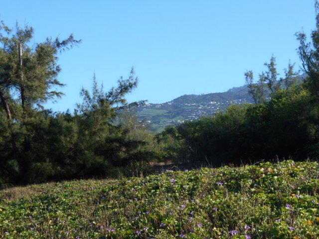 Quelques cases de l'Etang Salé les Hauts et les lianes de la patate à Durand