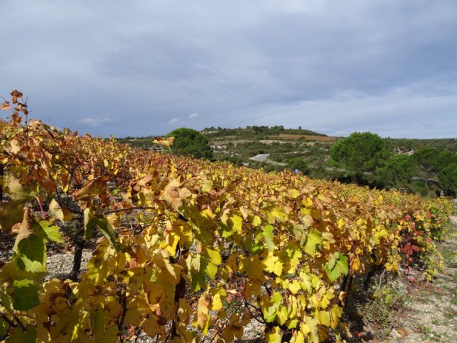 Le terrain aride n'accepte que la garrigue et la vigne