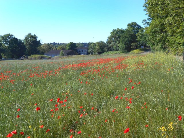 Les prairies pour chevaux du côté de Saint-Jean