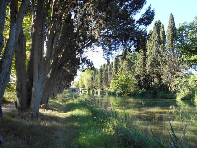 De très vieux cyprès longent les rives du canal du Midi