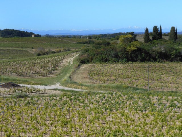 Au loin, les Pyrénées enneigées dominent le vignoble