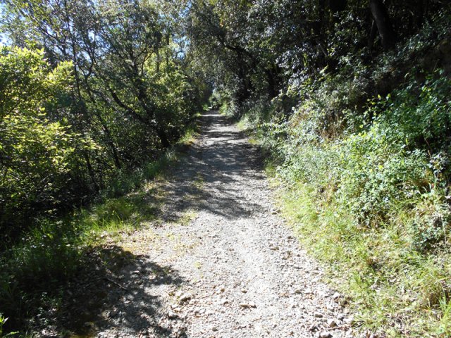 Le GR36 traverse une longue portion boisée en direction du lac de la Cavayère
